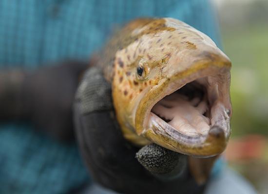 Brown Trout